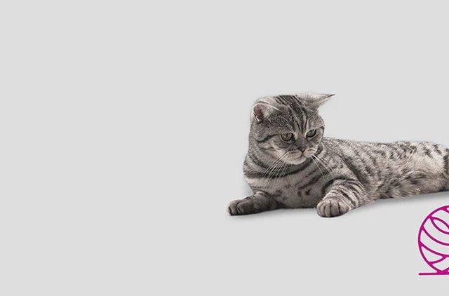 chto-delaet-koshka-kogda-nikogo-net-doma_1620294994196