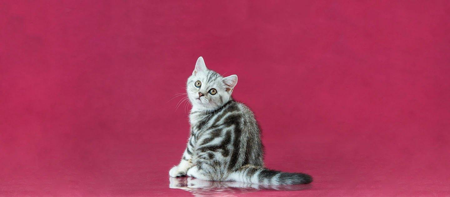 Whiskas brand imagery