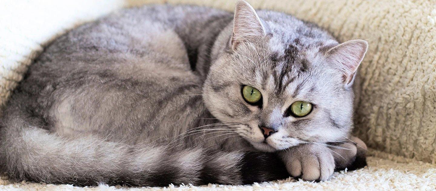 Whiskas brand imagery