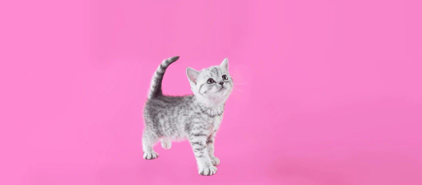 Whiskas brand imagery