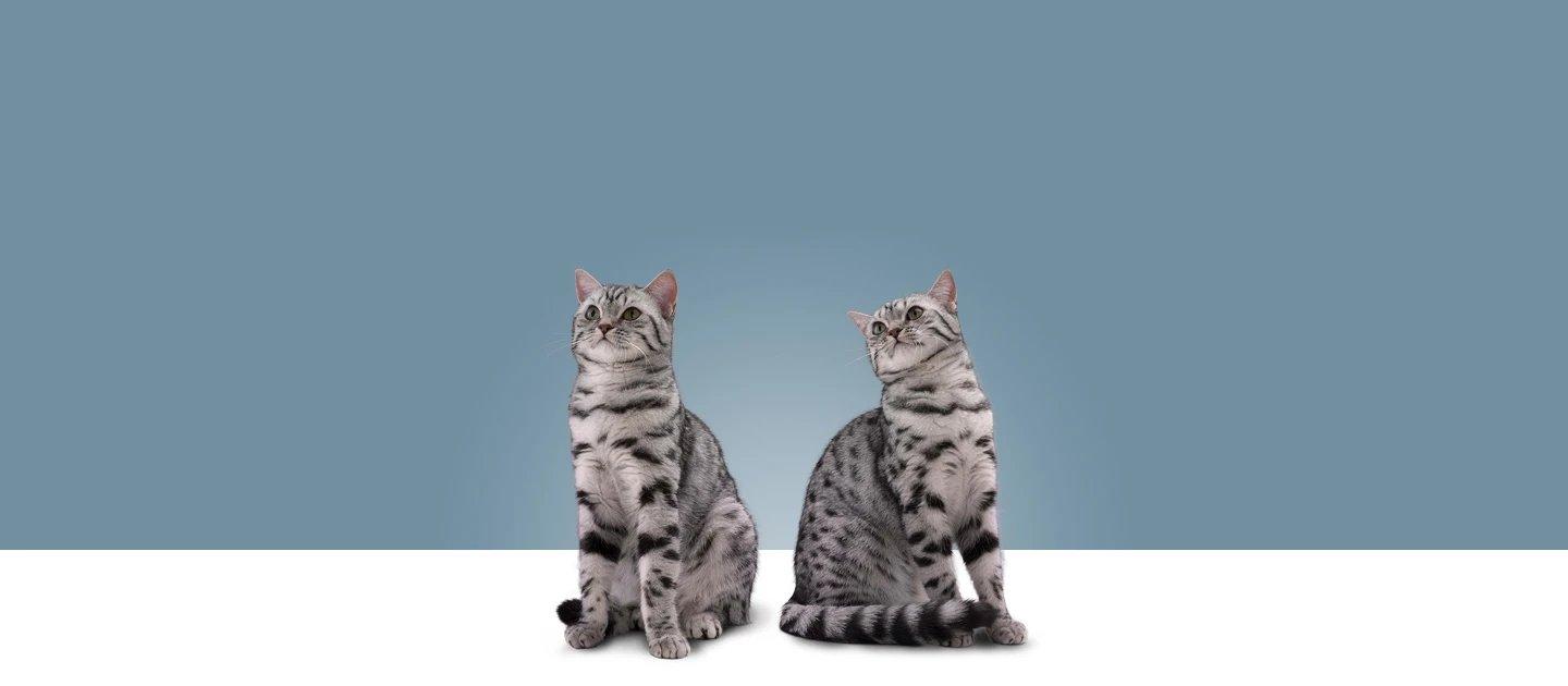 Whiskas brand imagery