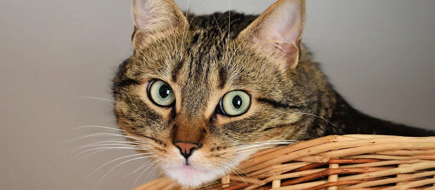 Whiskas brand imagery