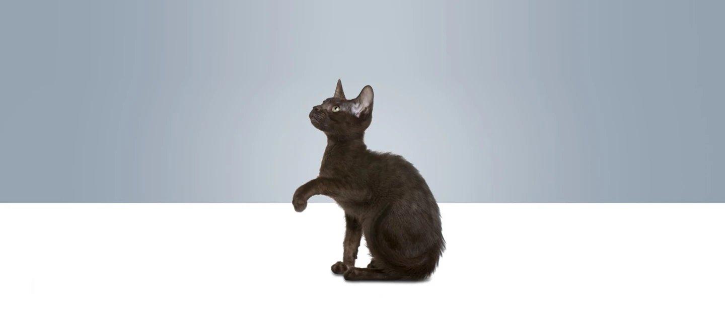 Whiskas brand imagery