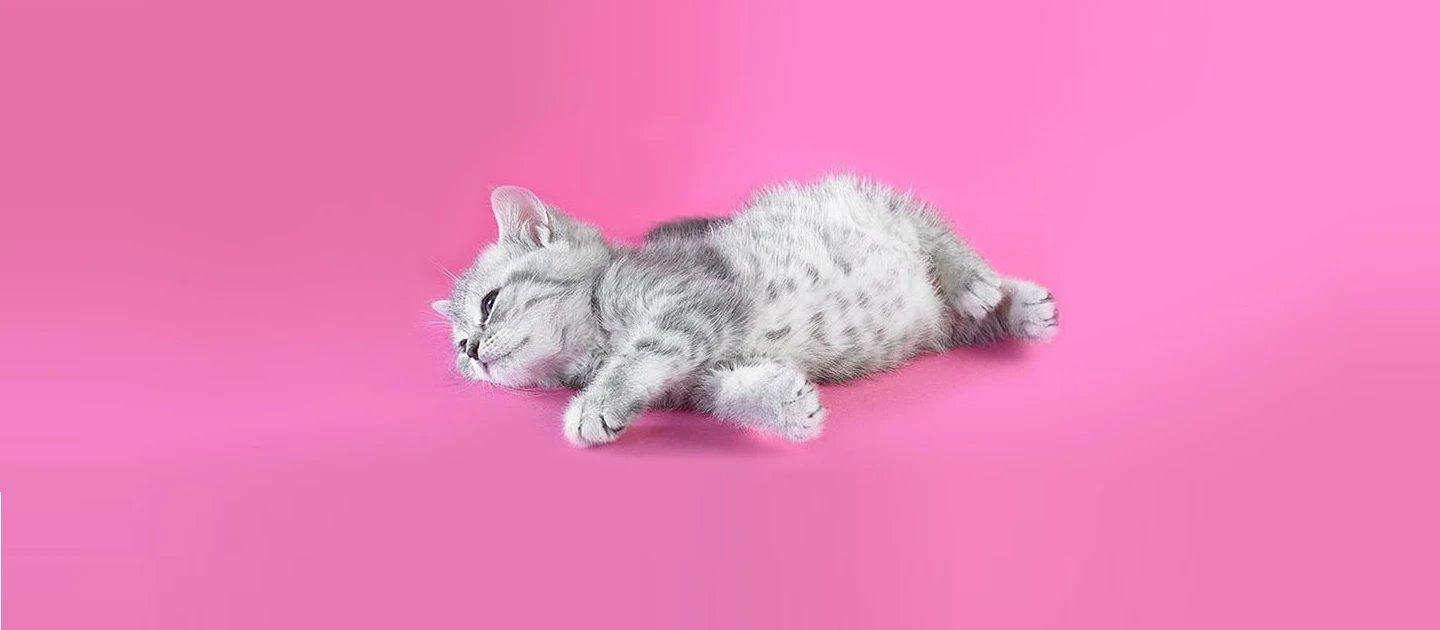 Whiskas brand imagery