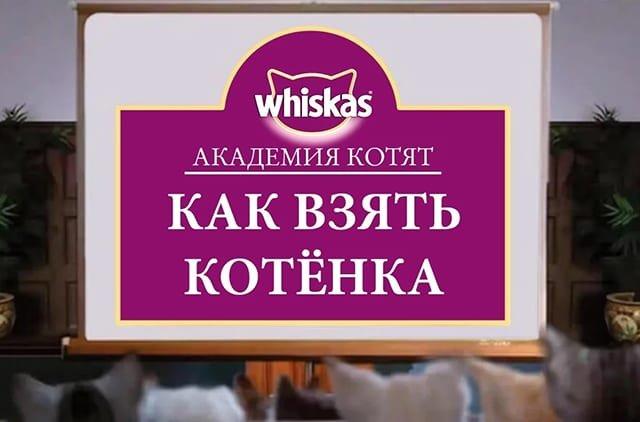 gde-i-kak-kypit-kotenka-sovety-i-recomendatsii_1620200615154