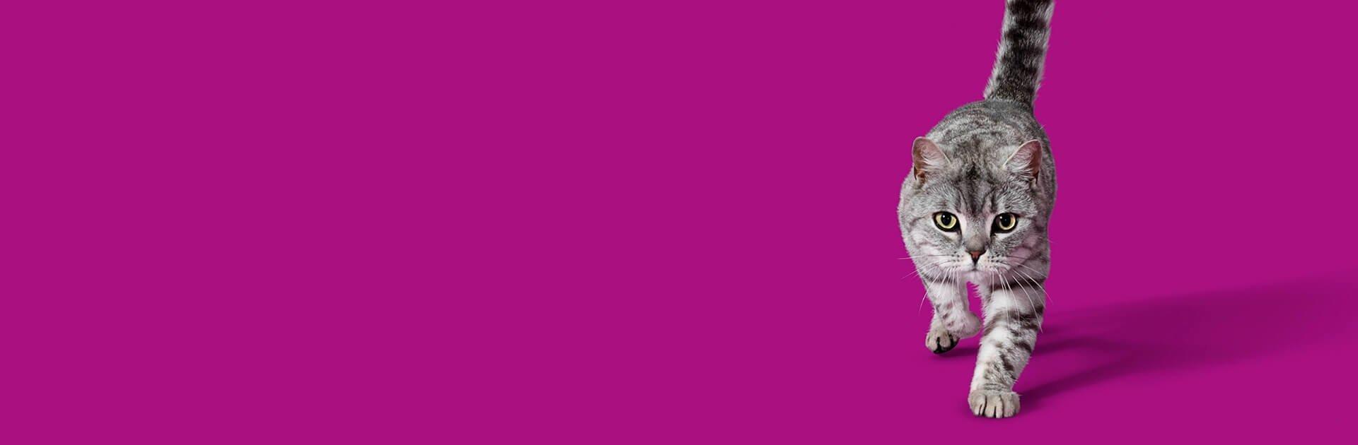 Whiskas brand imagery