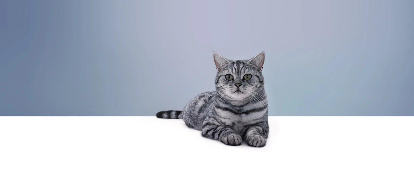 Whiskas brand imagery