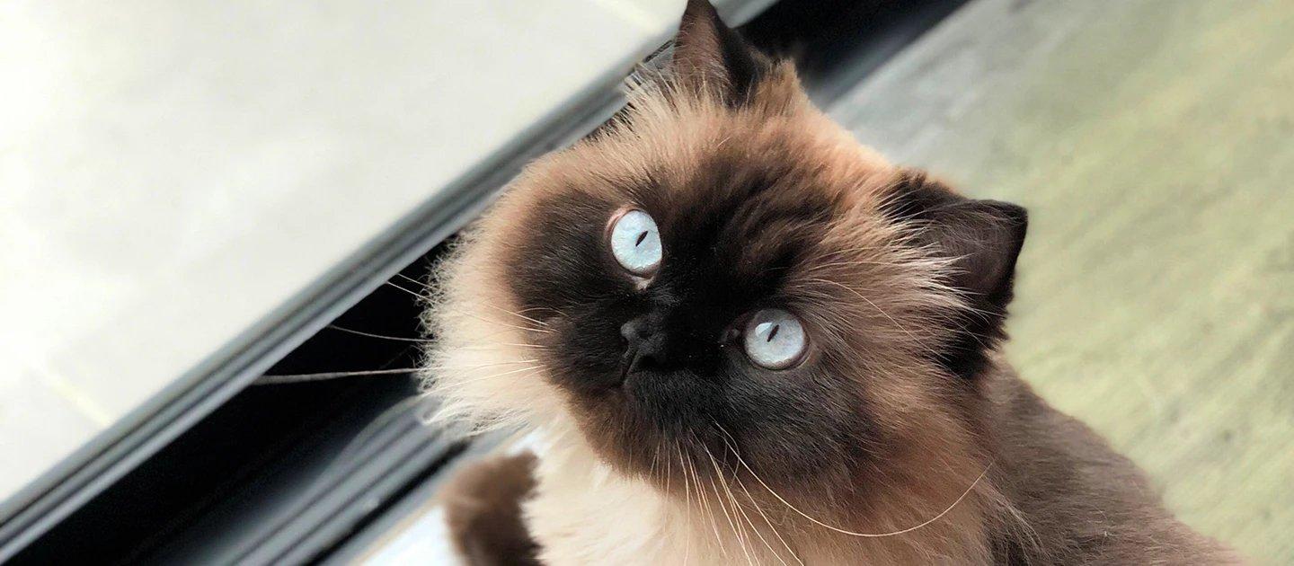 Whiskas brand imagery