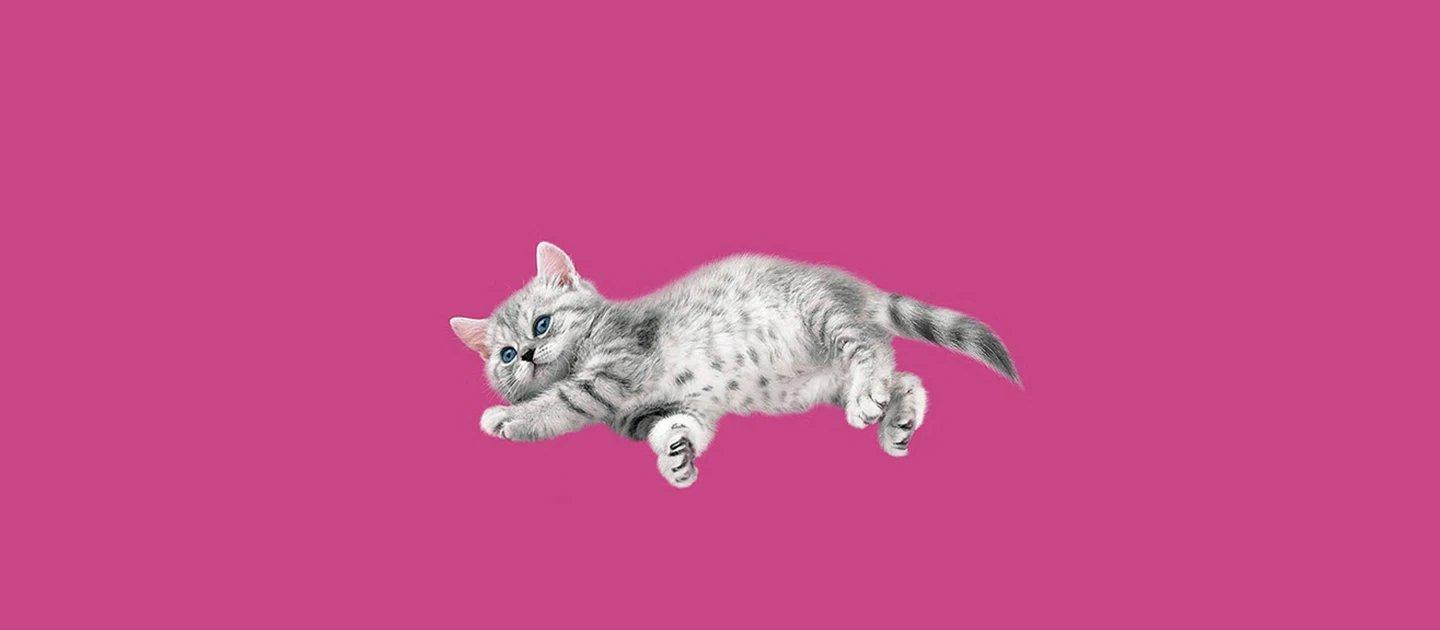 Whiskas brand imagery