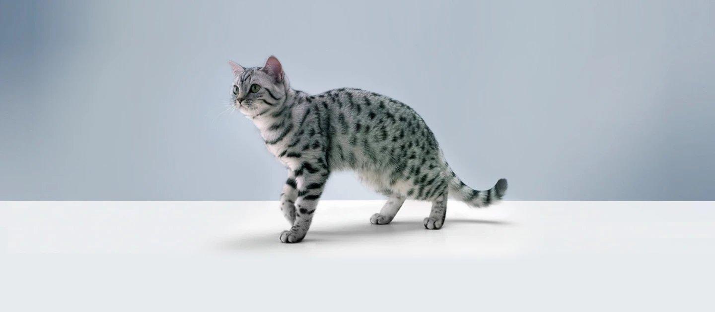 Whiskas brand imagery