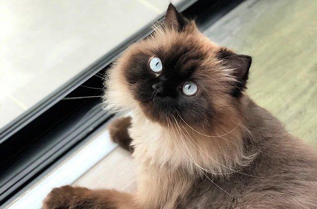 Гималайская кошка