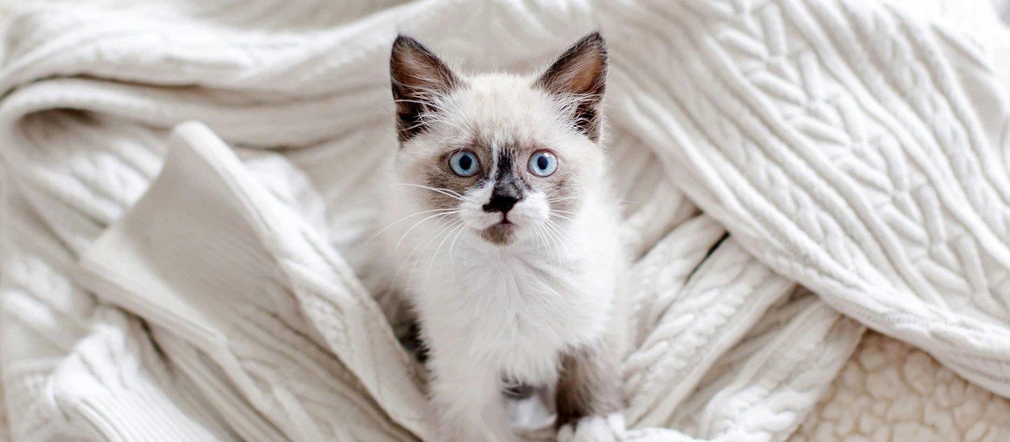 Whiskas brand imagery