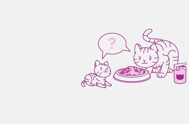 honestly_iz-chego-sostoit-vlazhnyy-korm-whiskas_-jpg_1620131631808