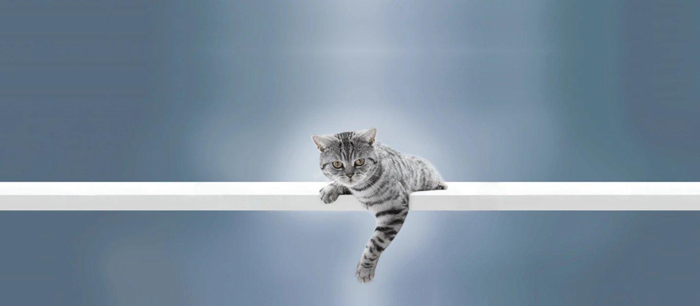 Whiskas brand imagery