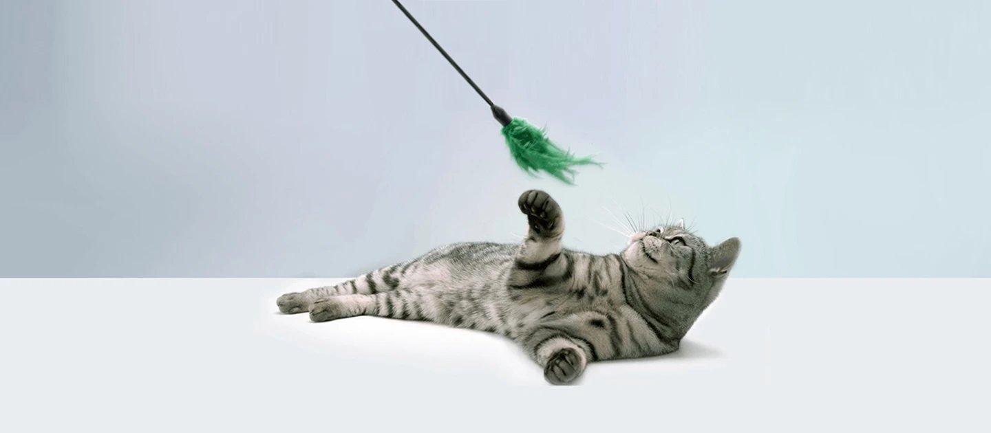 Whiskas brand imagery