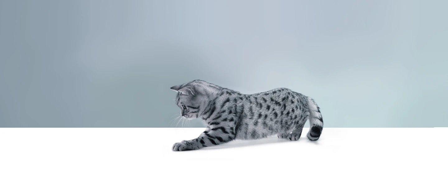 Whiskas brand imagery