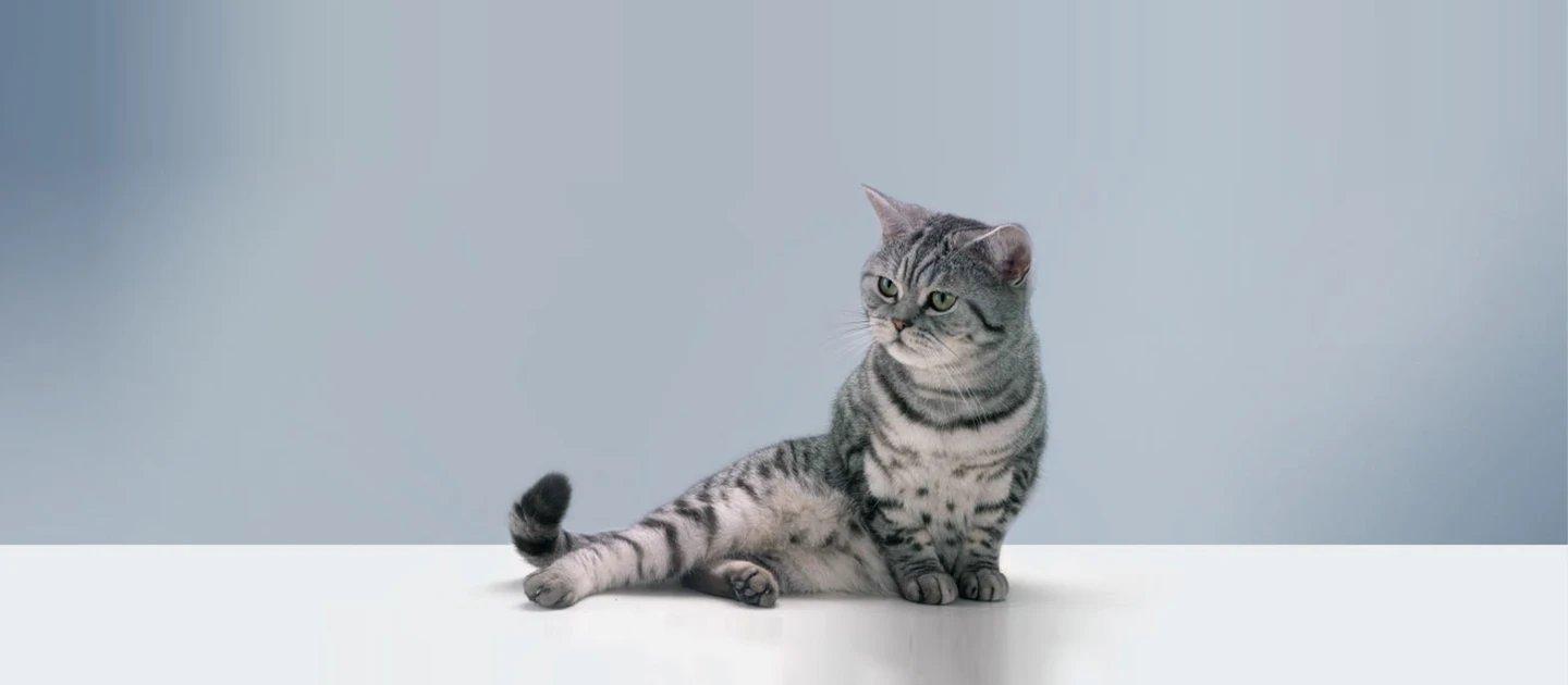 Whiskas brand imagery