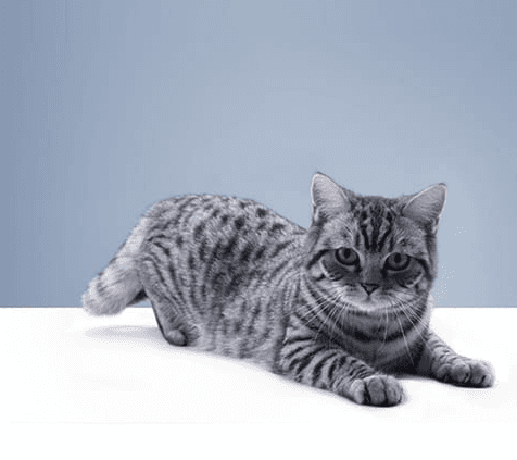 kak-vibrat-veterinarnogo-vracha