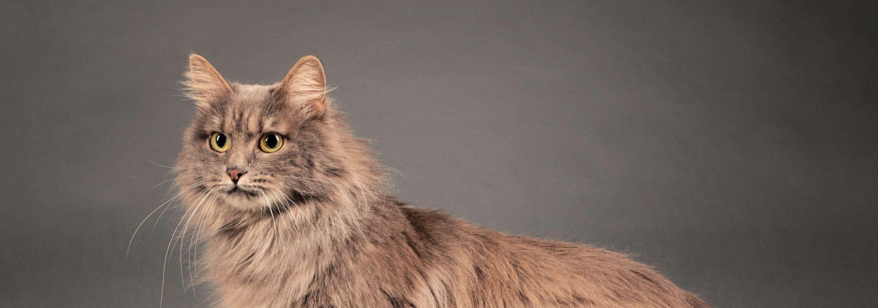 Whiskas brand imagery