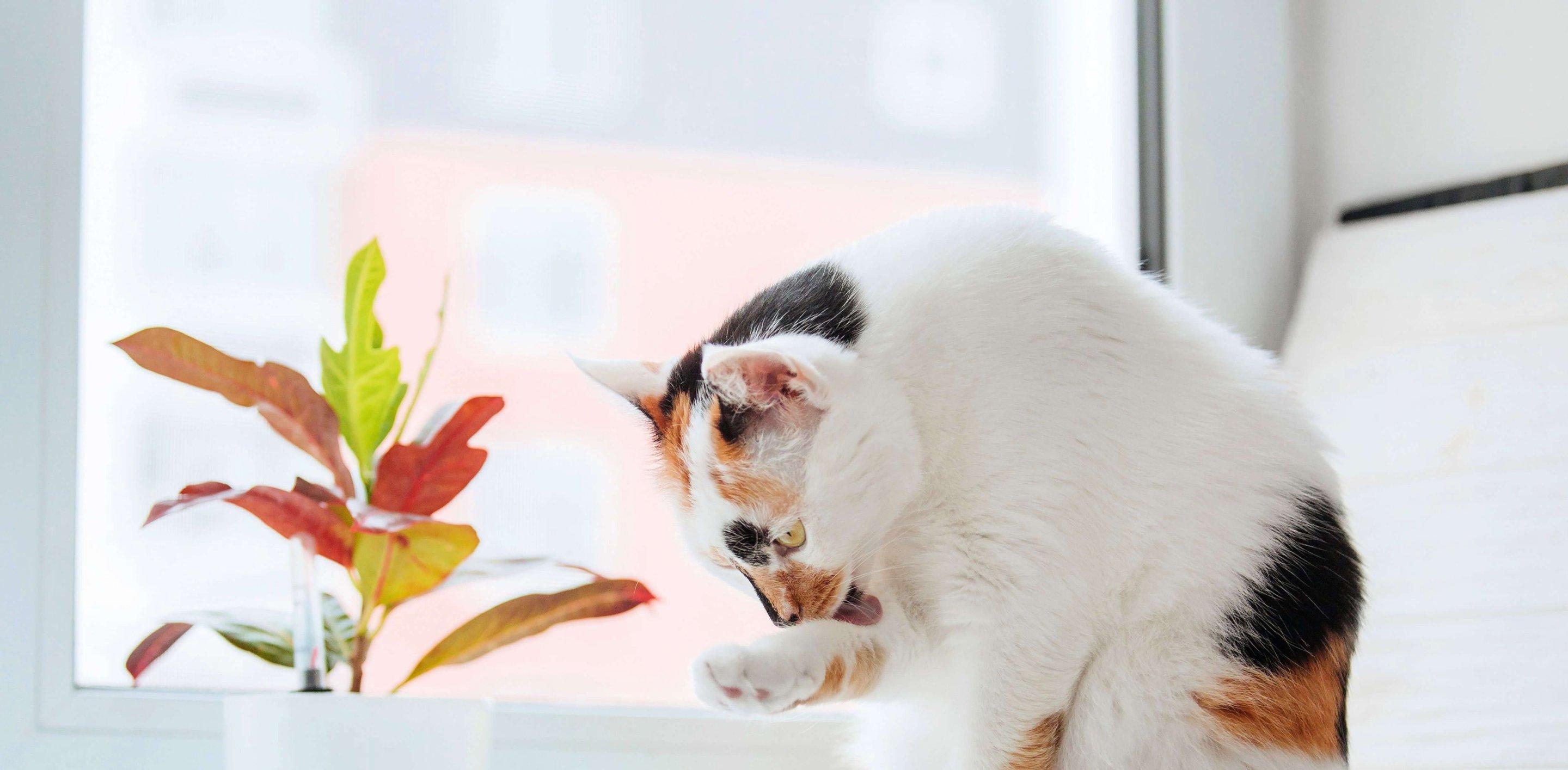 Whiskas brand imagery