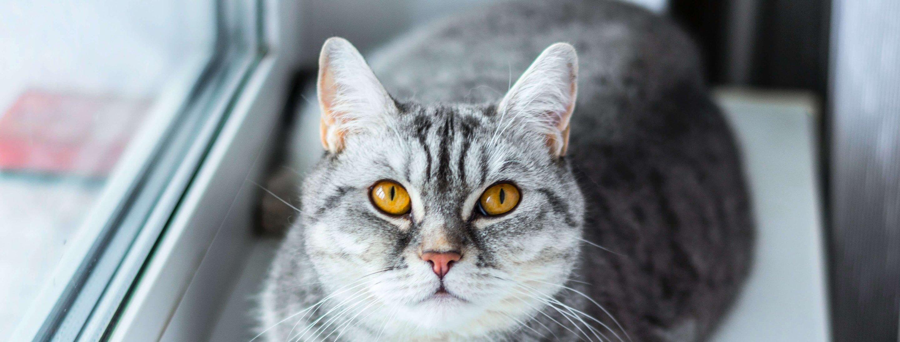 Whiskas brand imagery