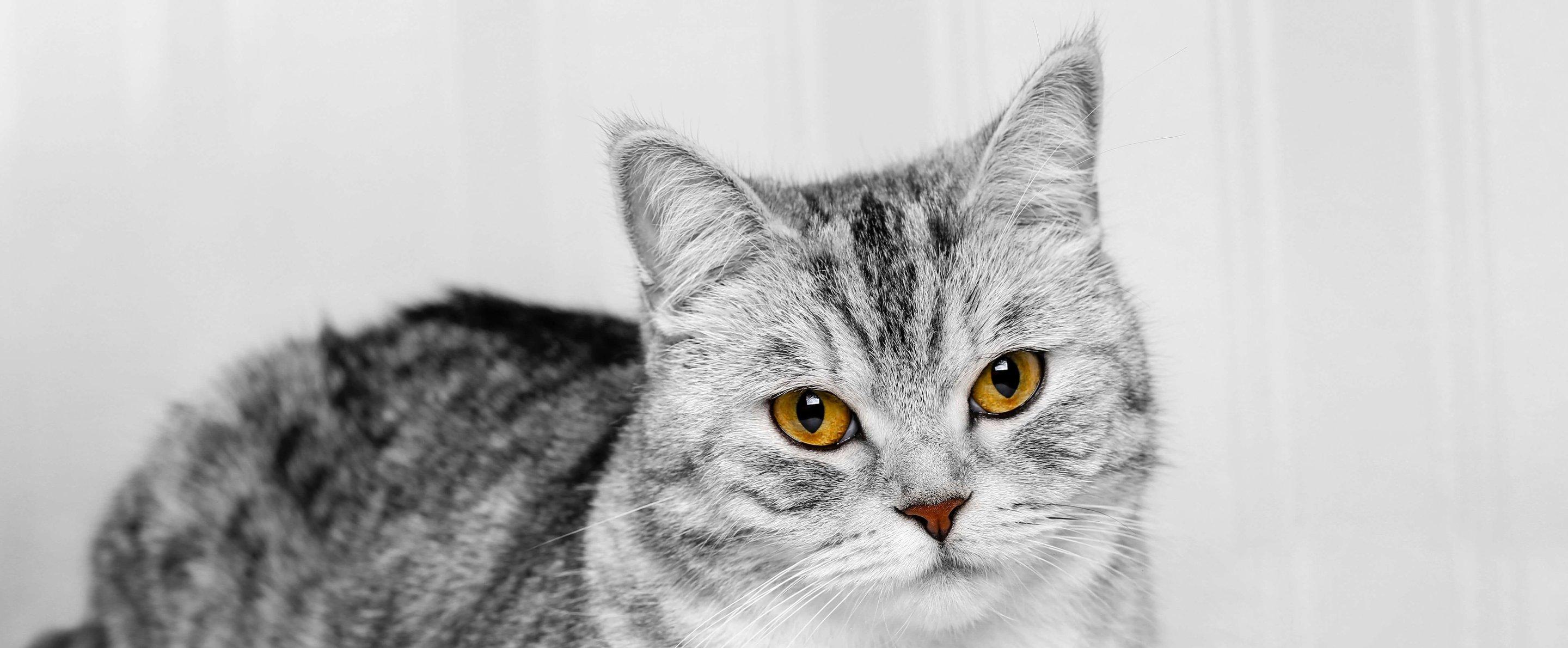 Whiskas brand imagery