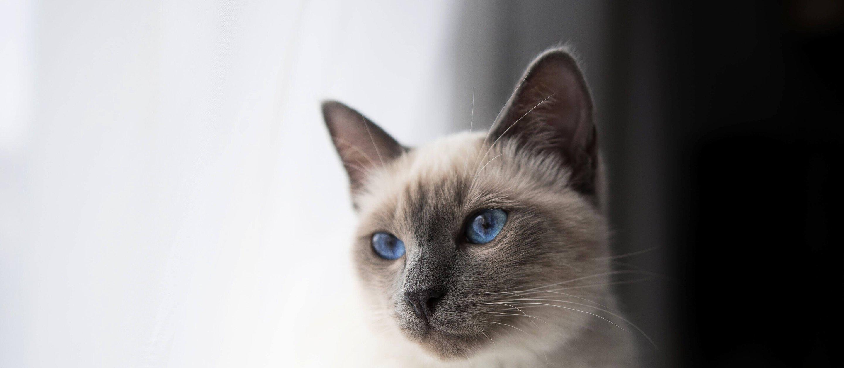 Whiskas brand imagery