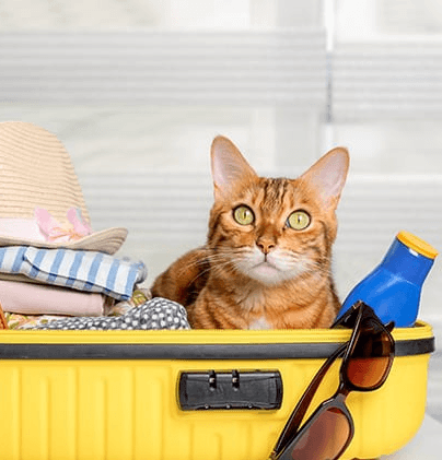 mobile-shutterstock_2183218311_1689252477209