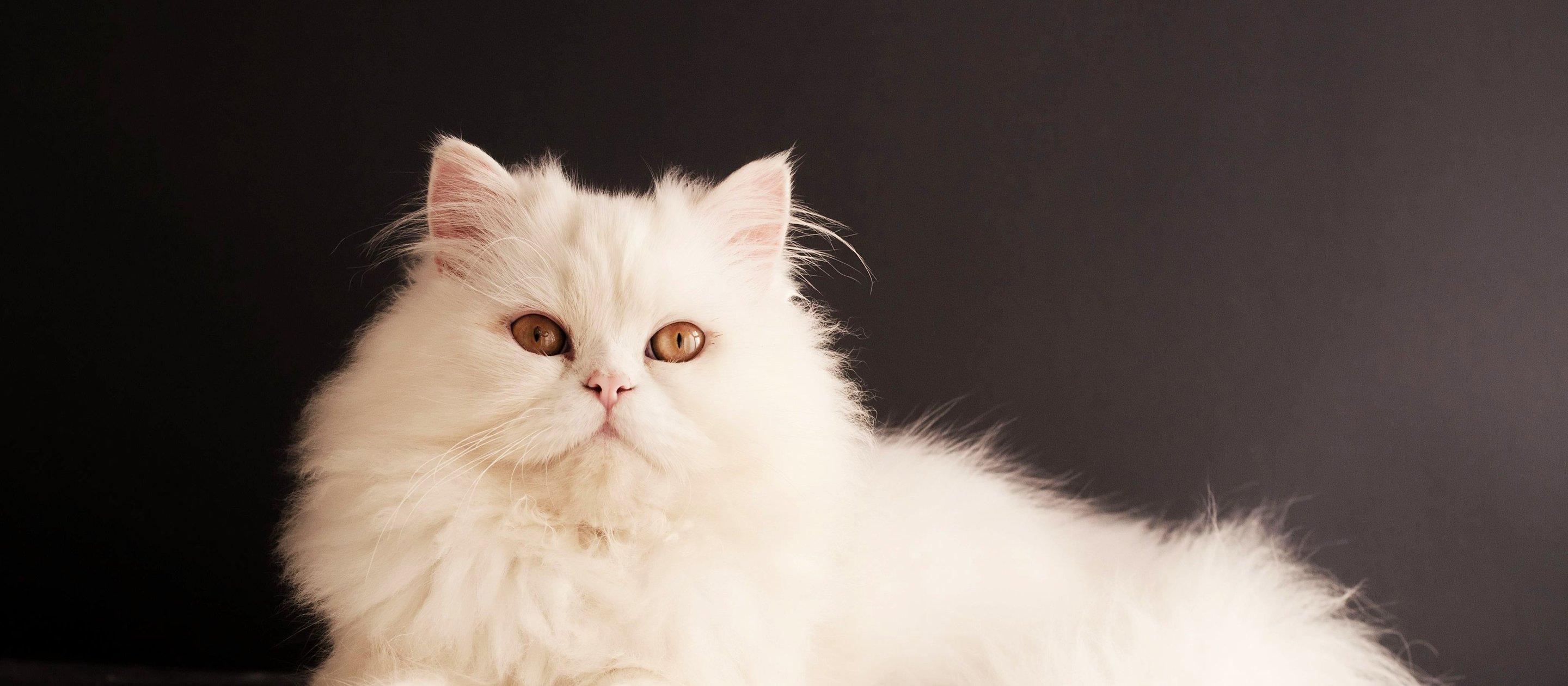 Whiskas brand imagery