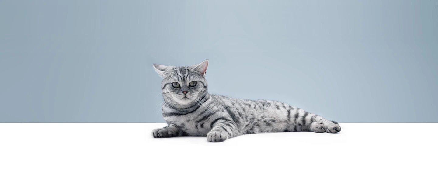 Whiskas brand imagery