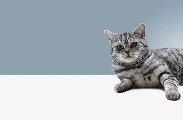ingredienty-ratsionov-whiskas_1620295295295