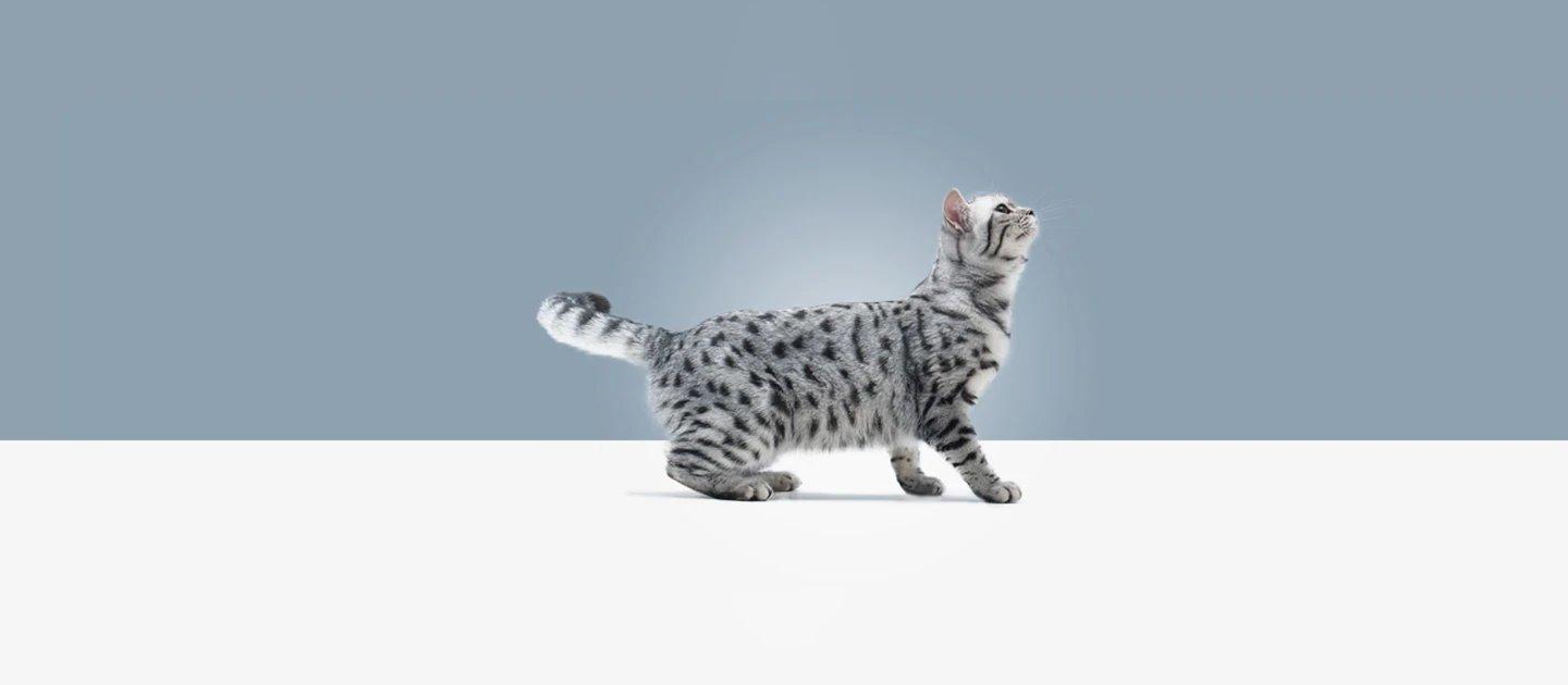 Whiskas brand imagery