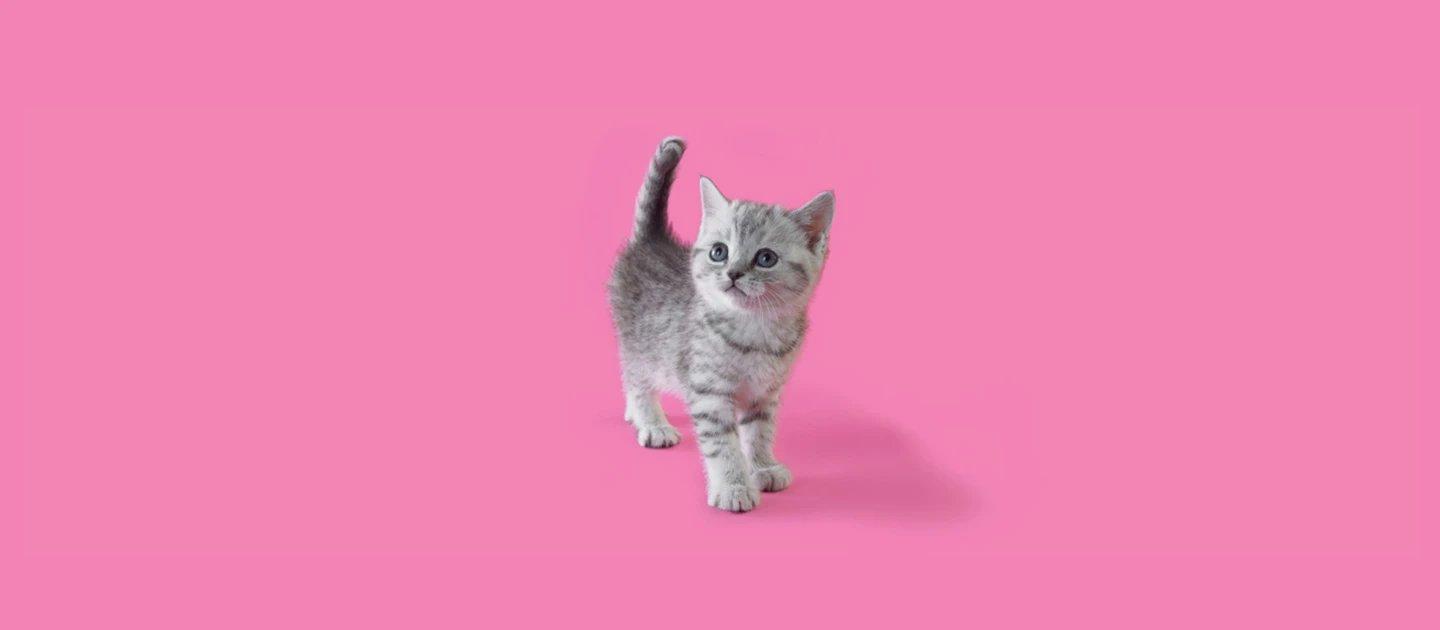 Whiskas brand imagery