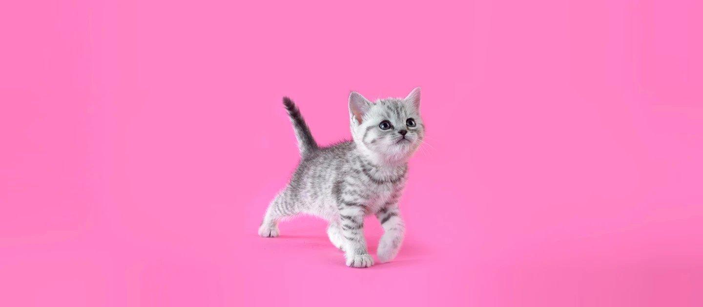 Whiskas brand imagery