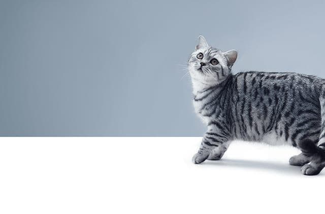 Whiskas brand imagery