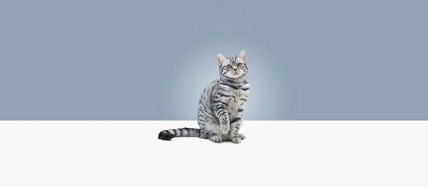 Whiskas brand imagery