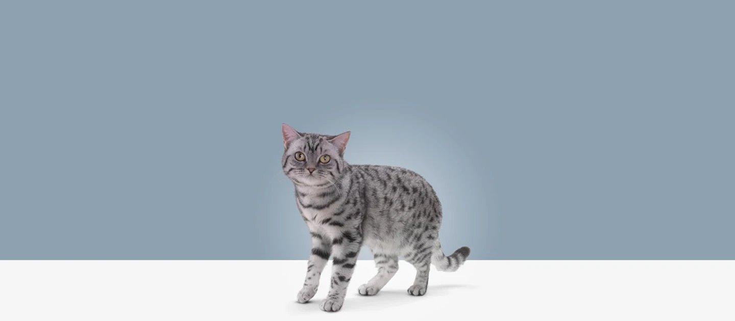 Whiskas brand imagery