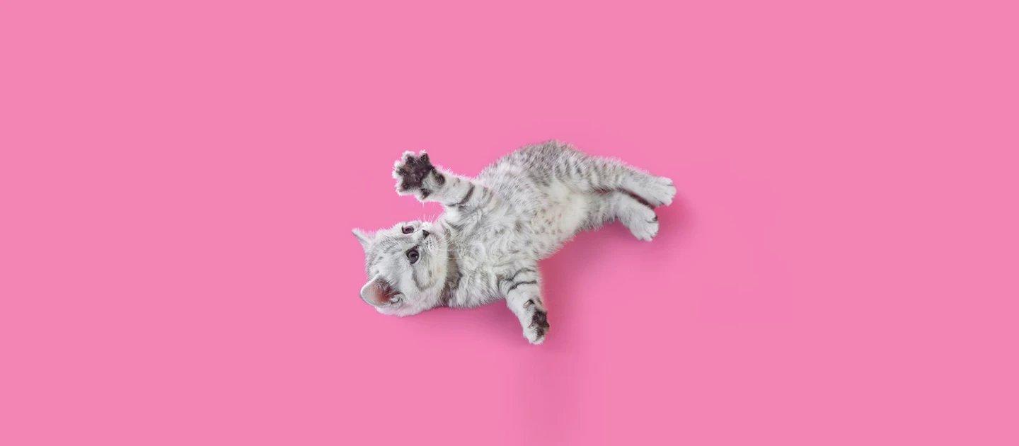 Whiskas brand imagery