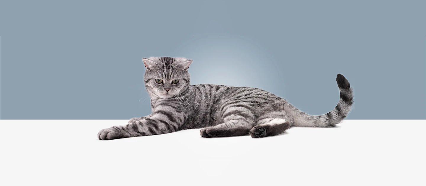 Whiskas brand imagery
