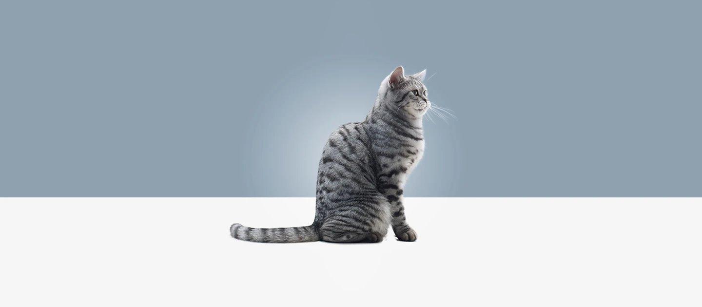 Whiskas brand imagery