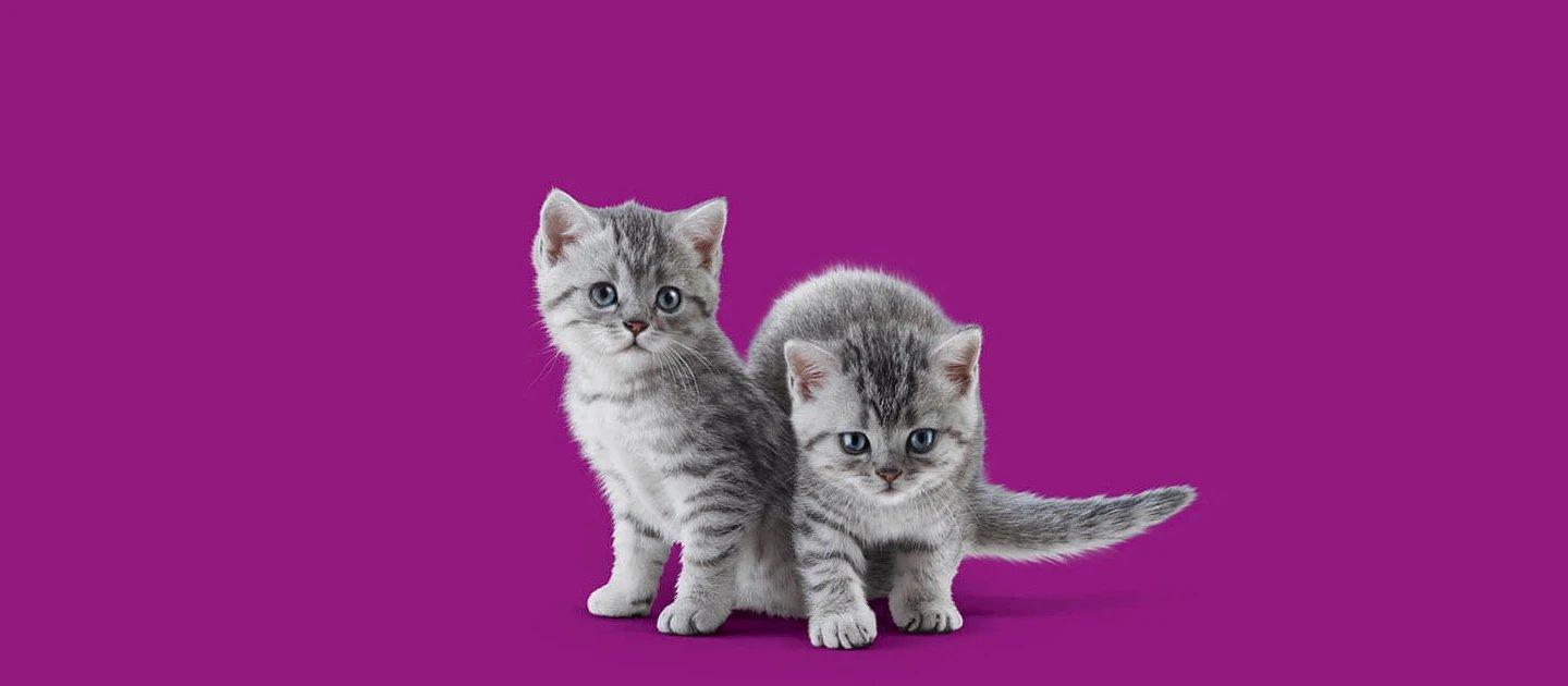 Whiskas brand imagery