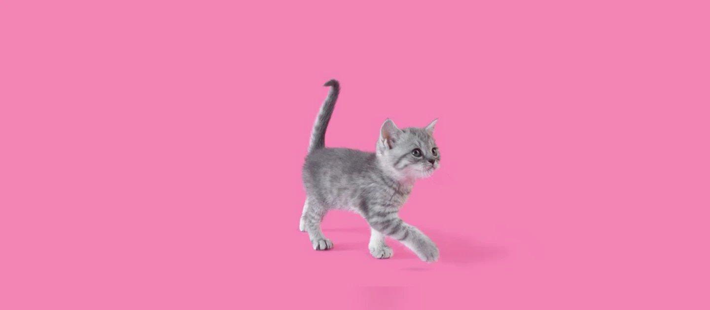 Whiskas brand imagery