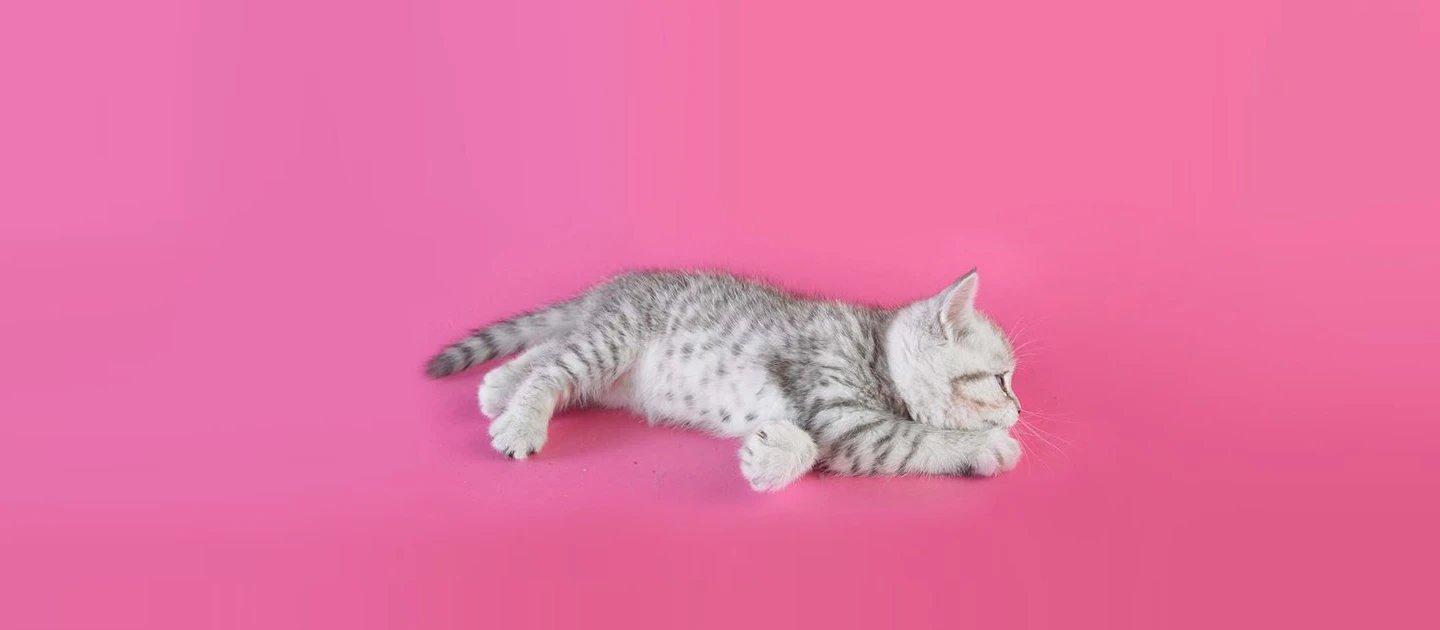 Whiskas brand imagery