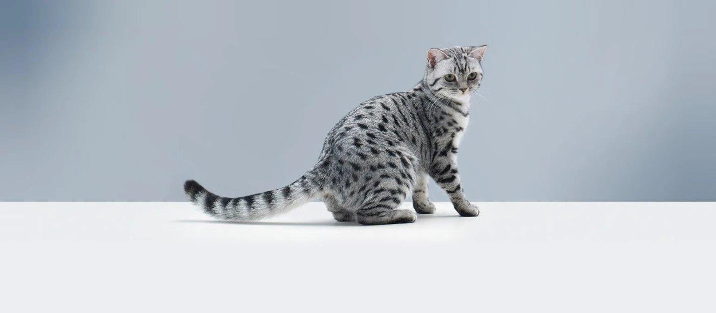 Whiskas brand imagery