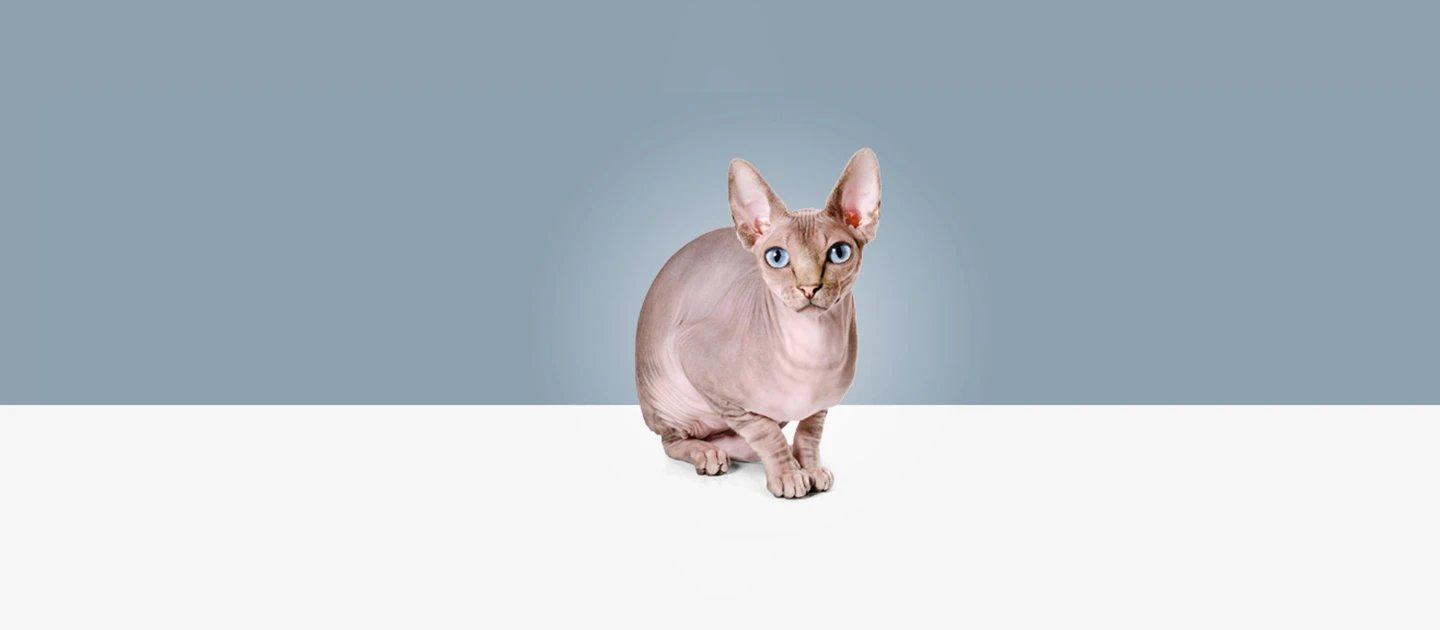 Whiskas brand imagery