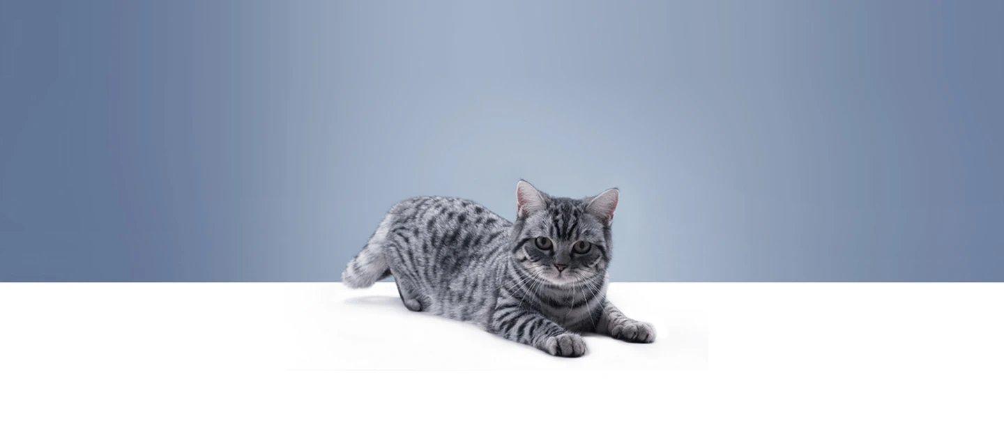 Whiskas brand imagery