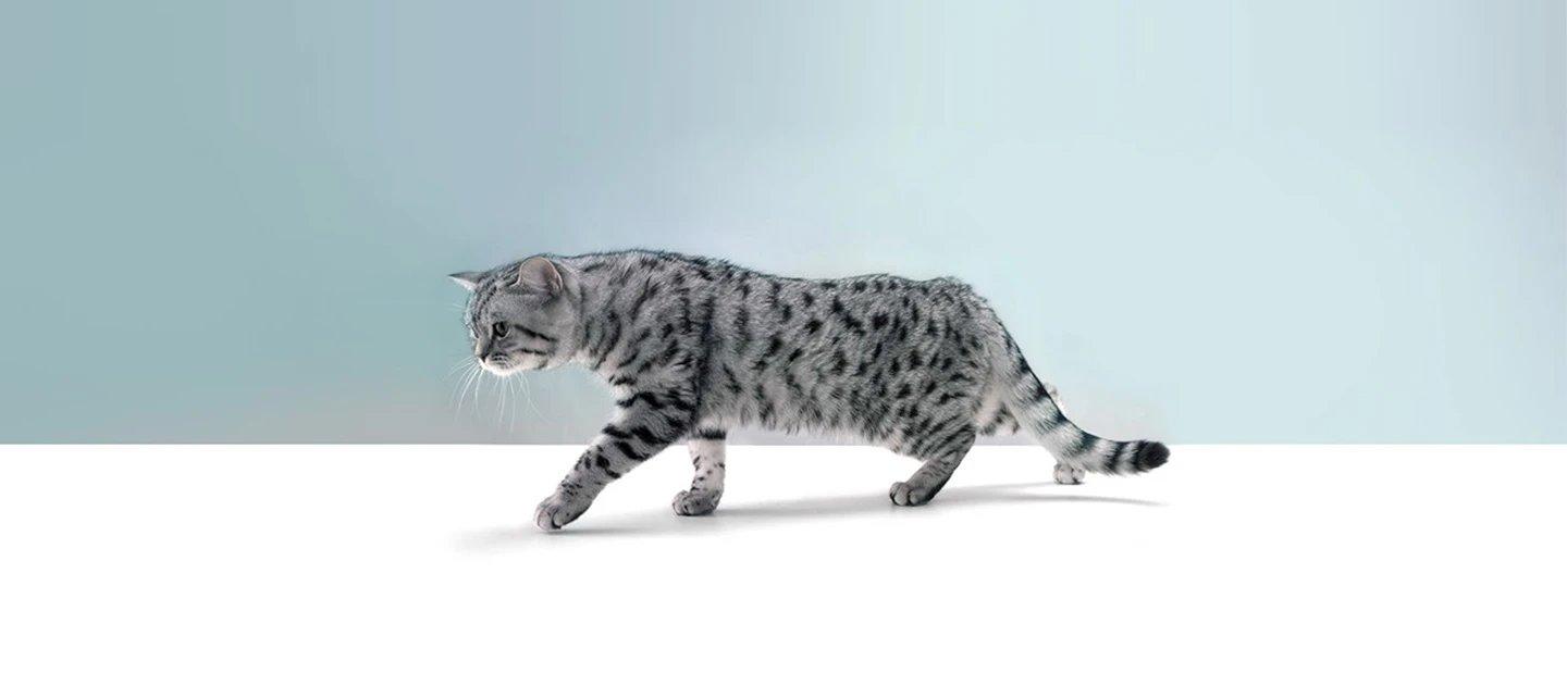 Whiskas brand imagery