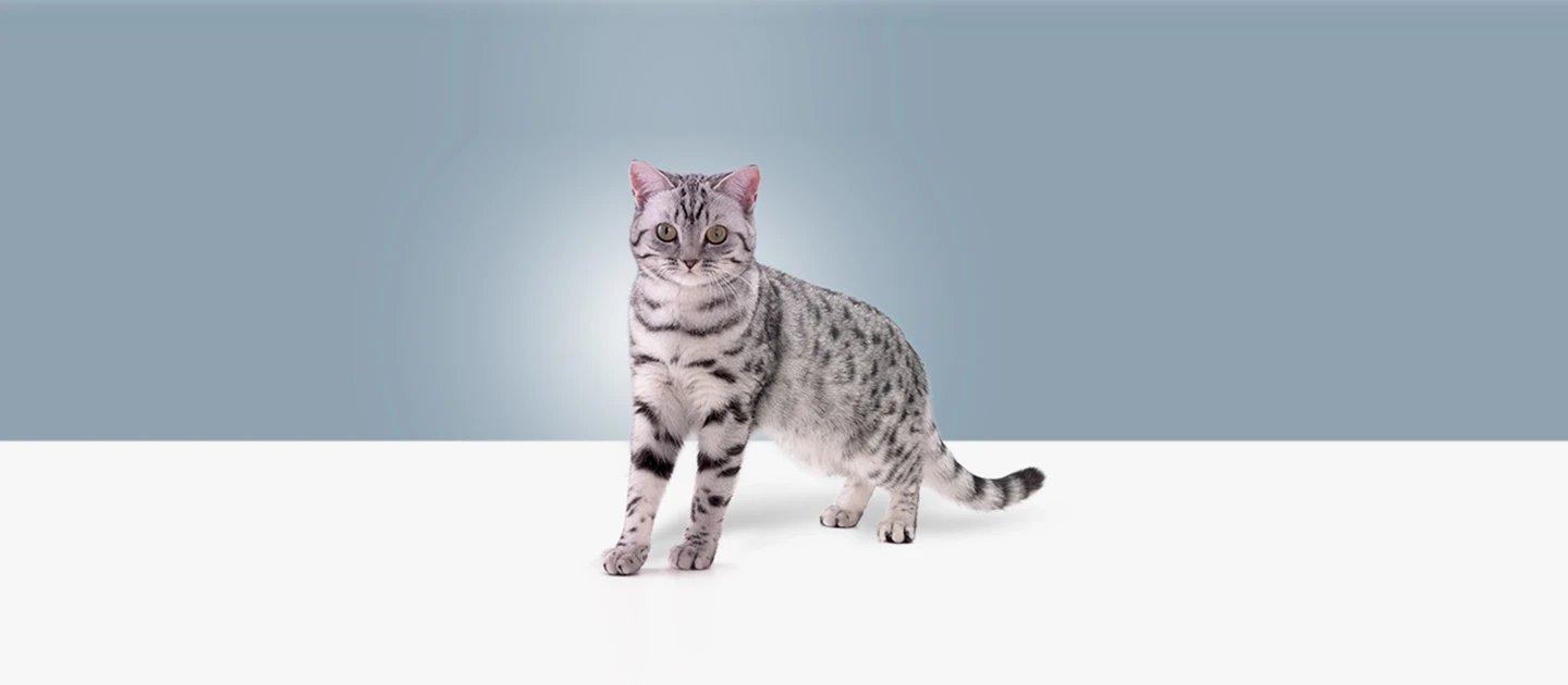 Whiskas brand imagery