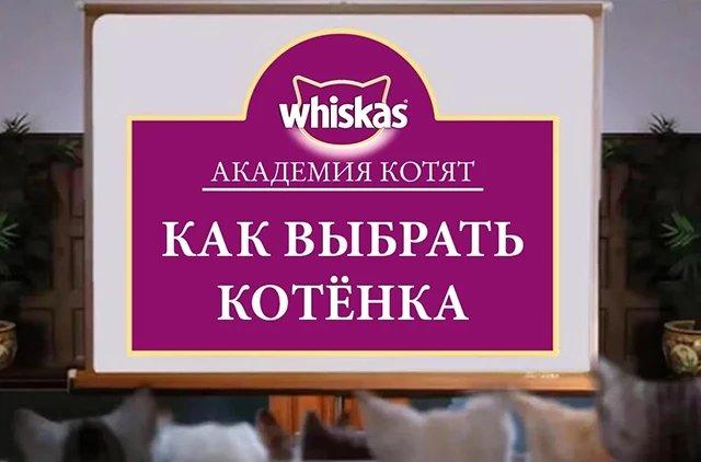 kak-vybrat-koshku-po-kharakteru_1620199376272