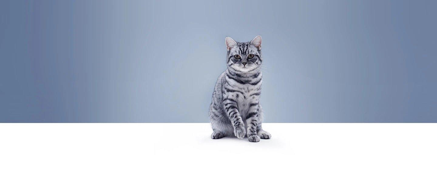 Whiskas brand imagery